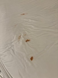 Poop or chocolate stains?