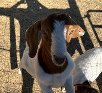 One of the Giddy Goats