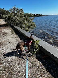 Fun trip to Fred Howard Park in Tarpon Springs near the rental