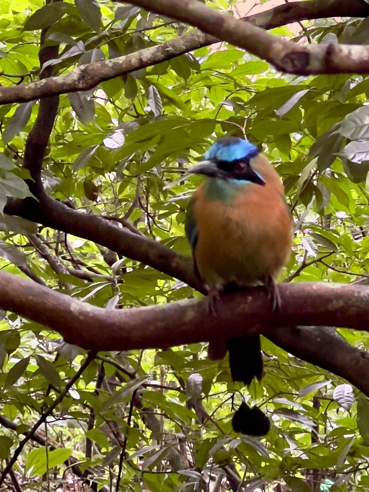 Lesson’s Motmot