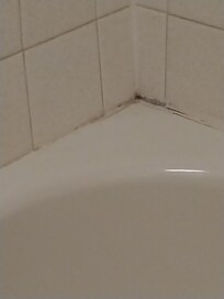 Mold