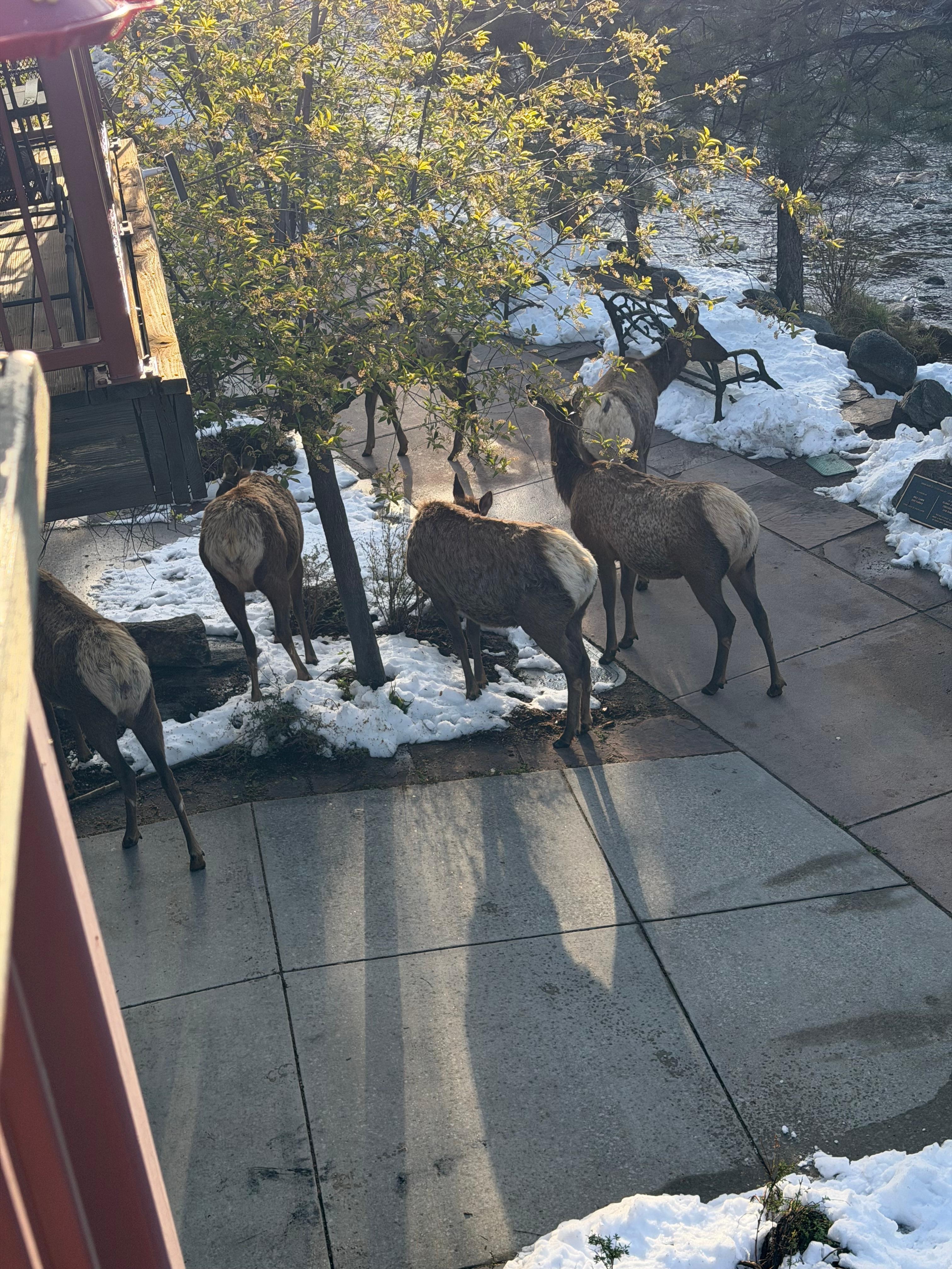 Visitors from our balcony