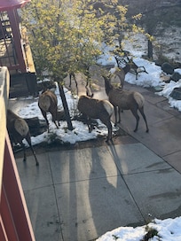 Visitors from our balcony
