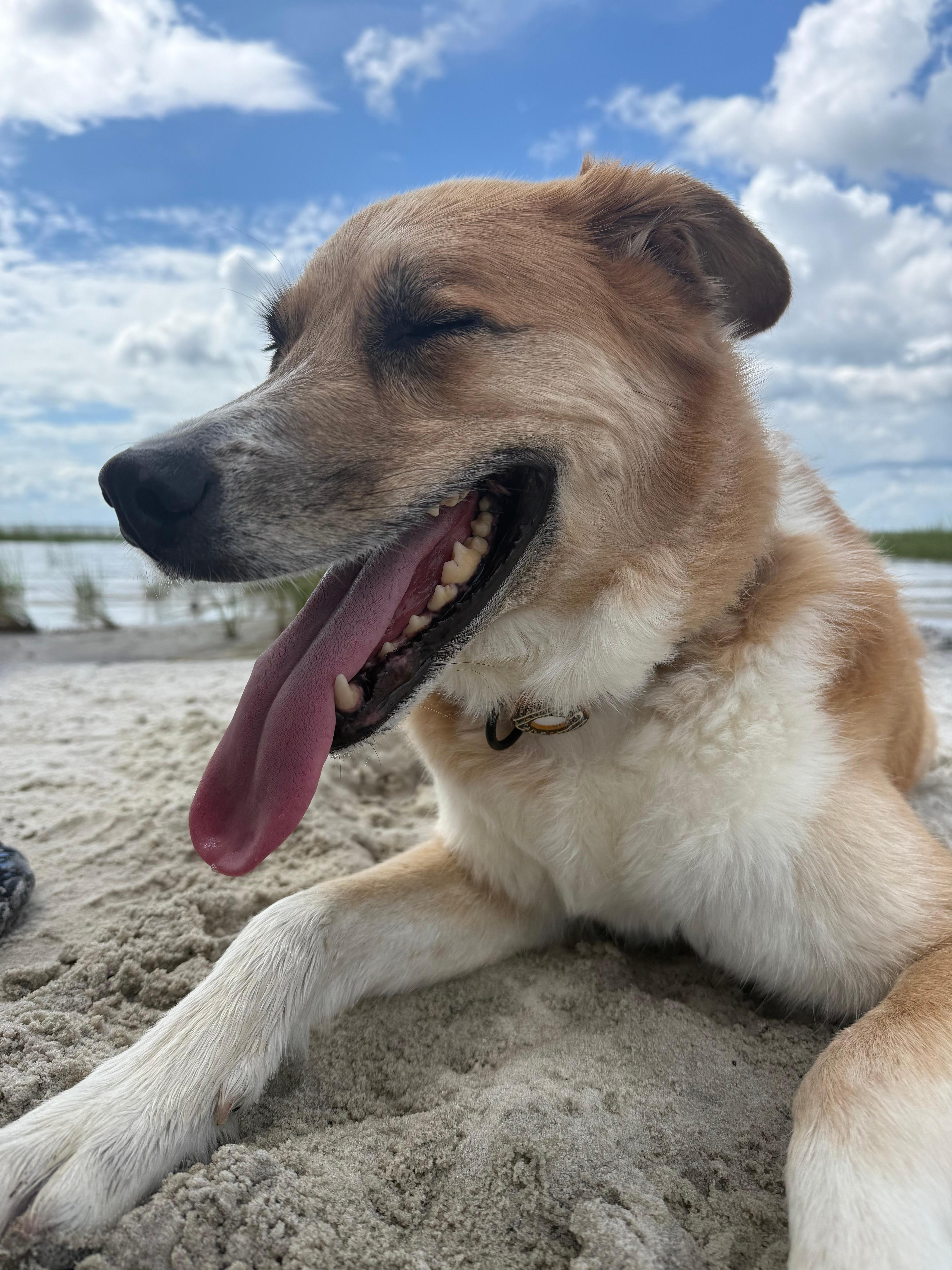 Finn remains a beach bum- on sandy beach 