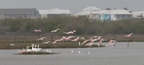 Spoonbills hang out down here in the winter months.