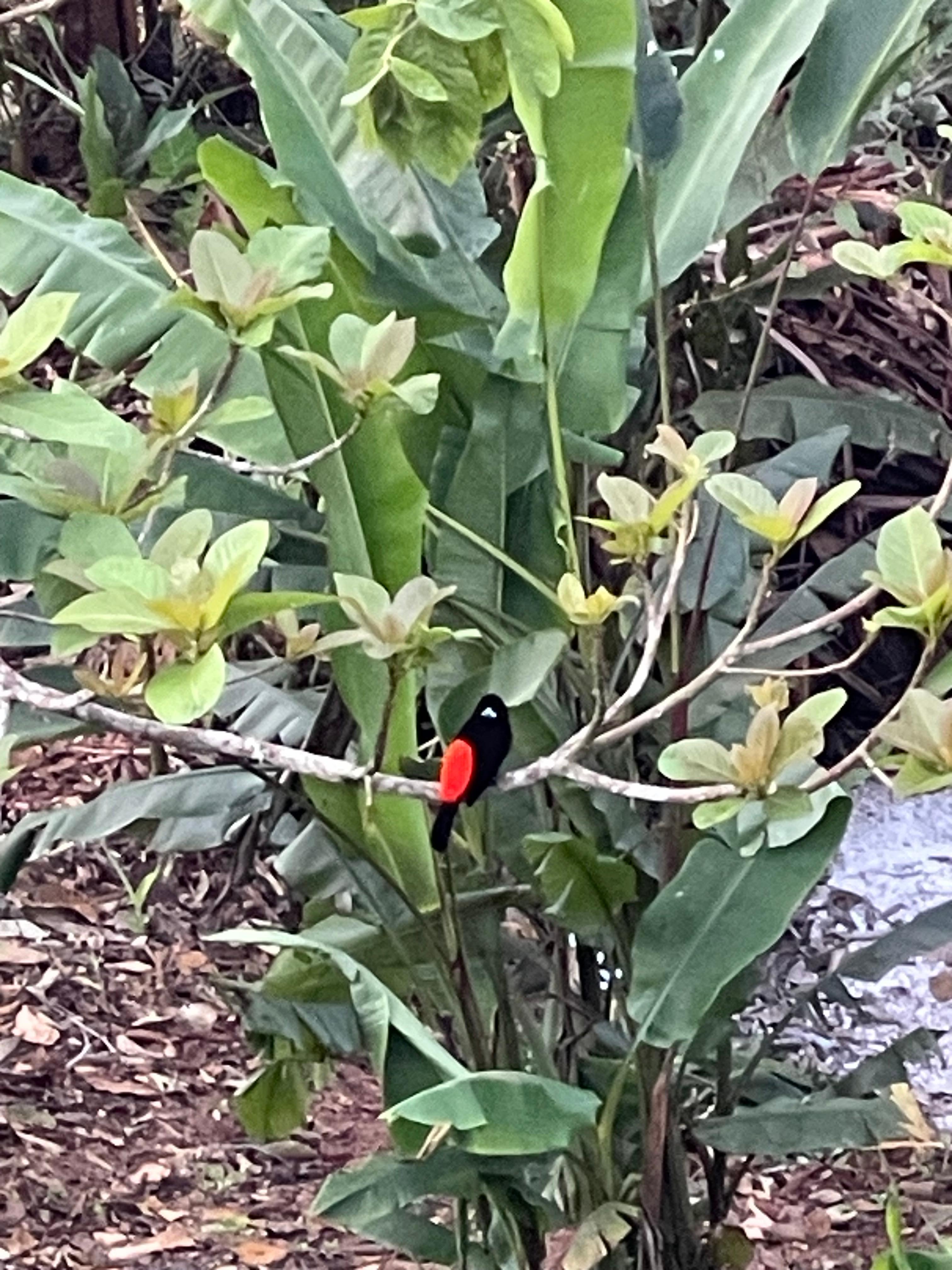 Redwing black bird