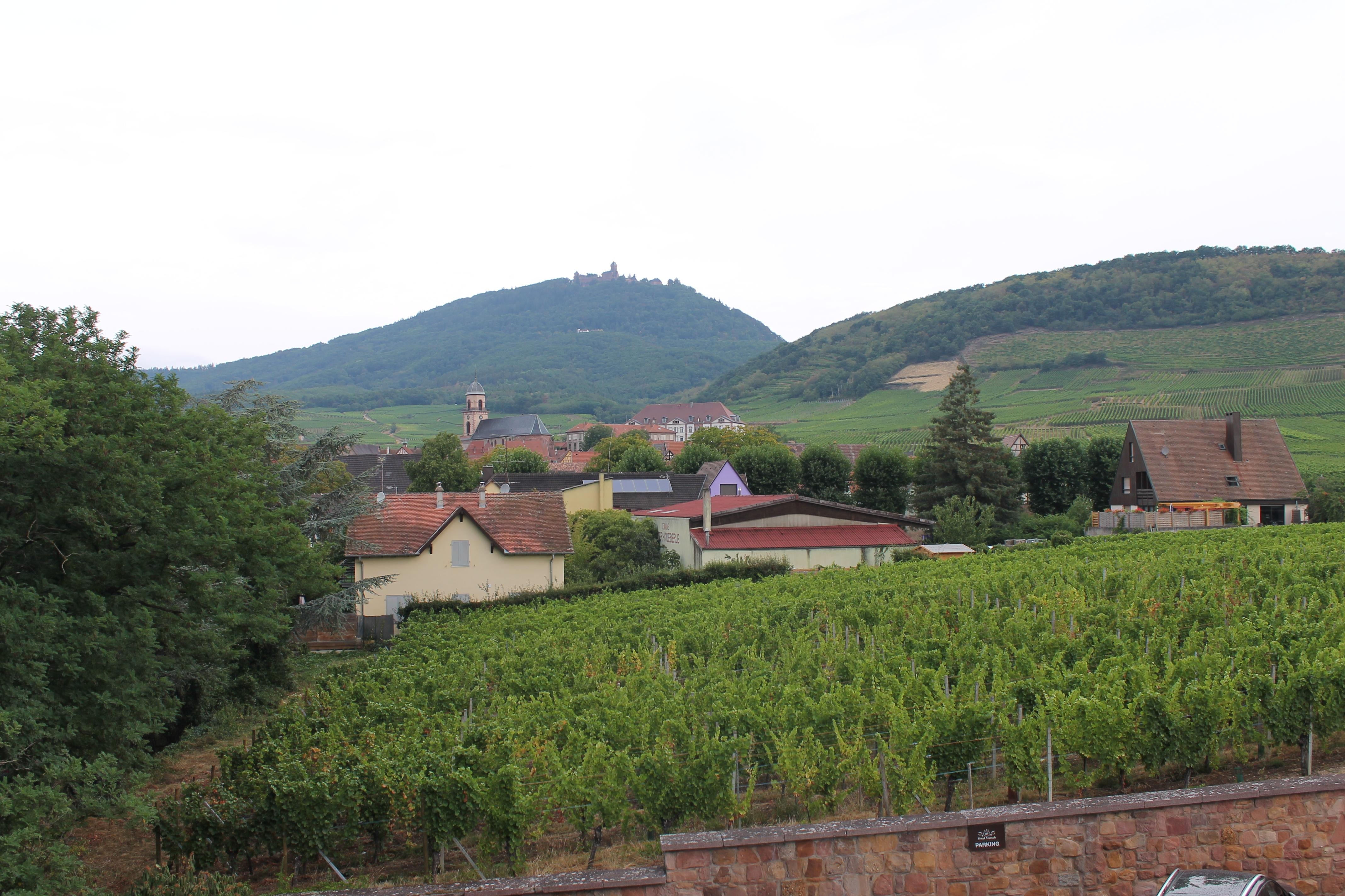 Udsigten fra værelset med tilhørende "resort" = vinmark. Man kan på toppen af bjerget se Koenigsbourg.