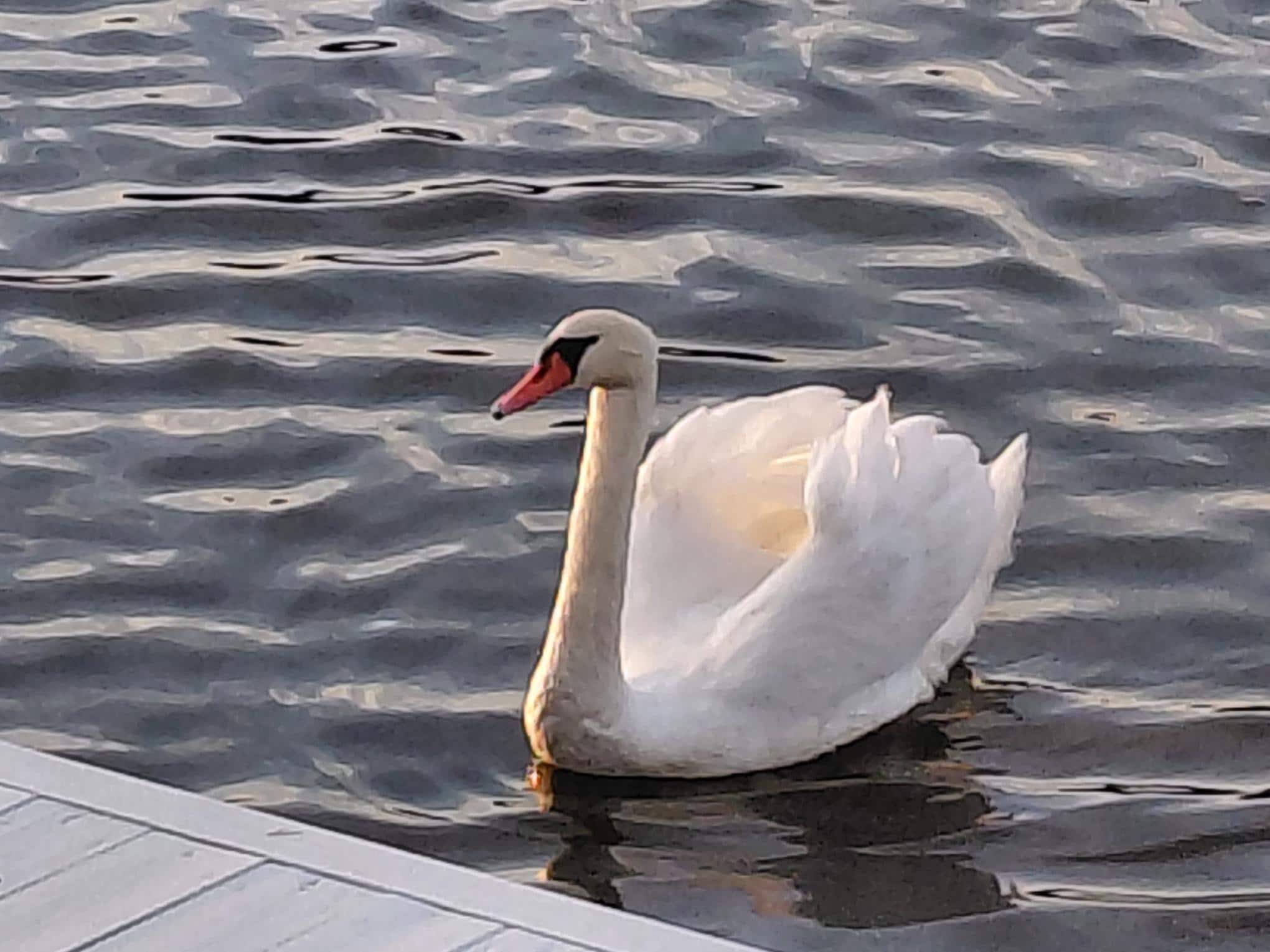 This swan came super close to the deck. So beautiful! 