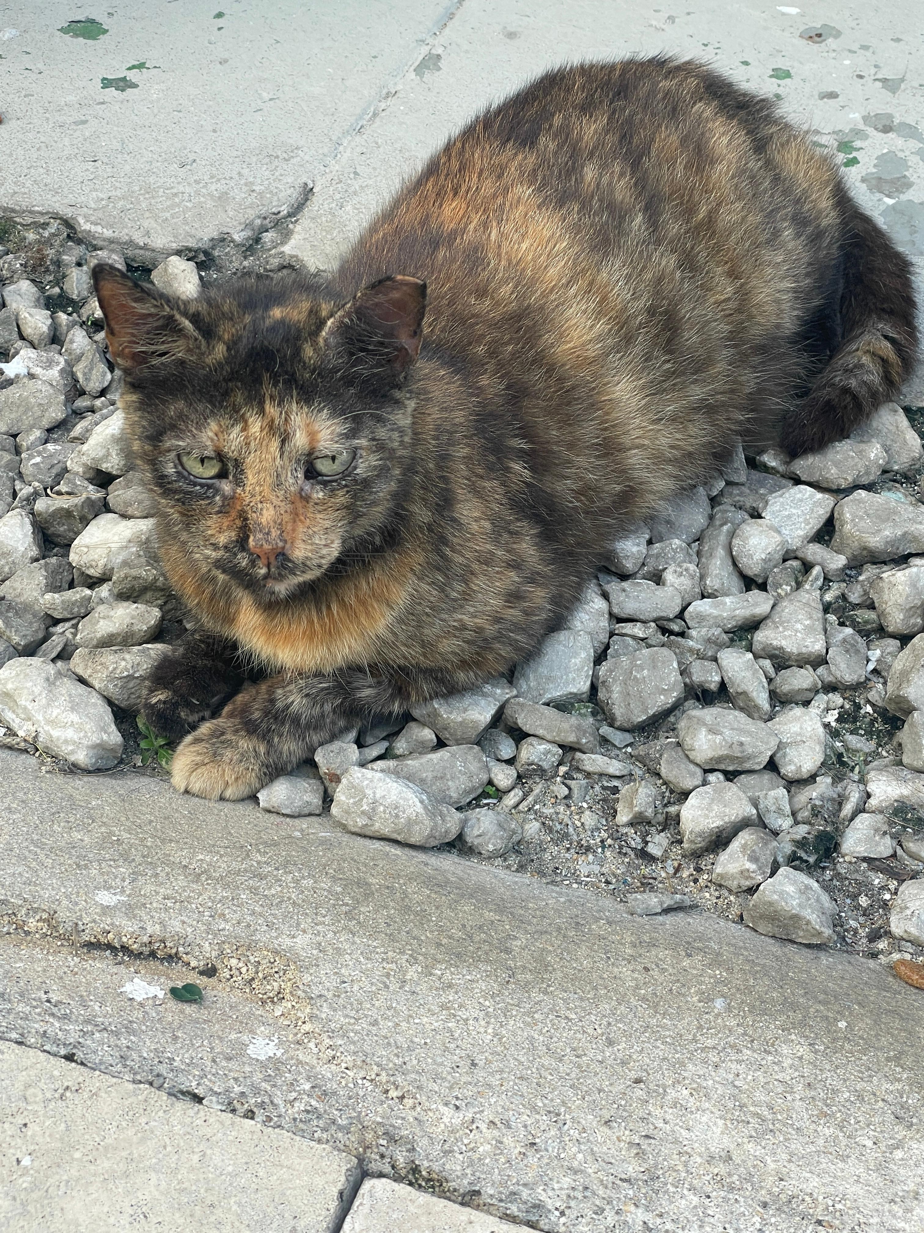 The sweet Alley cat found between the penguin & president hotels. It seems fed and well cared for ❤️