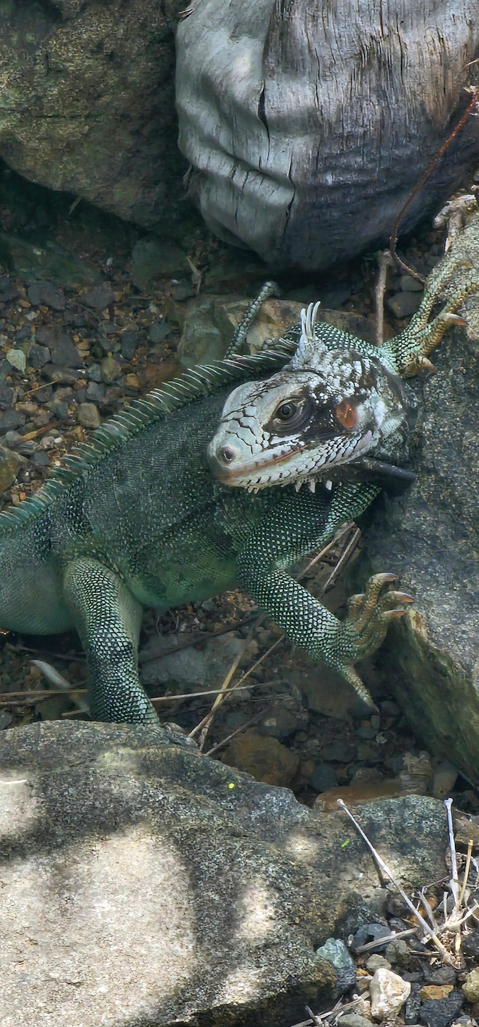 One of the resident iguanas