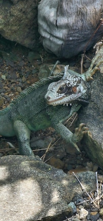 One of the resident iguanas