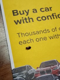 Roaches