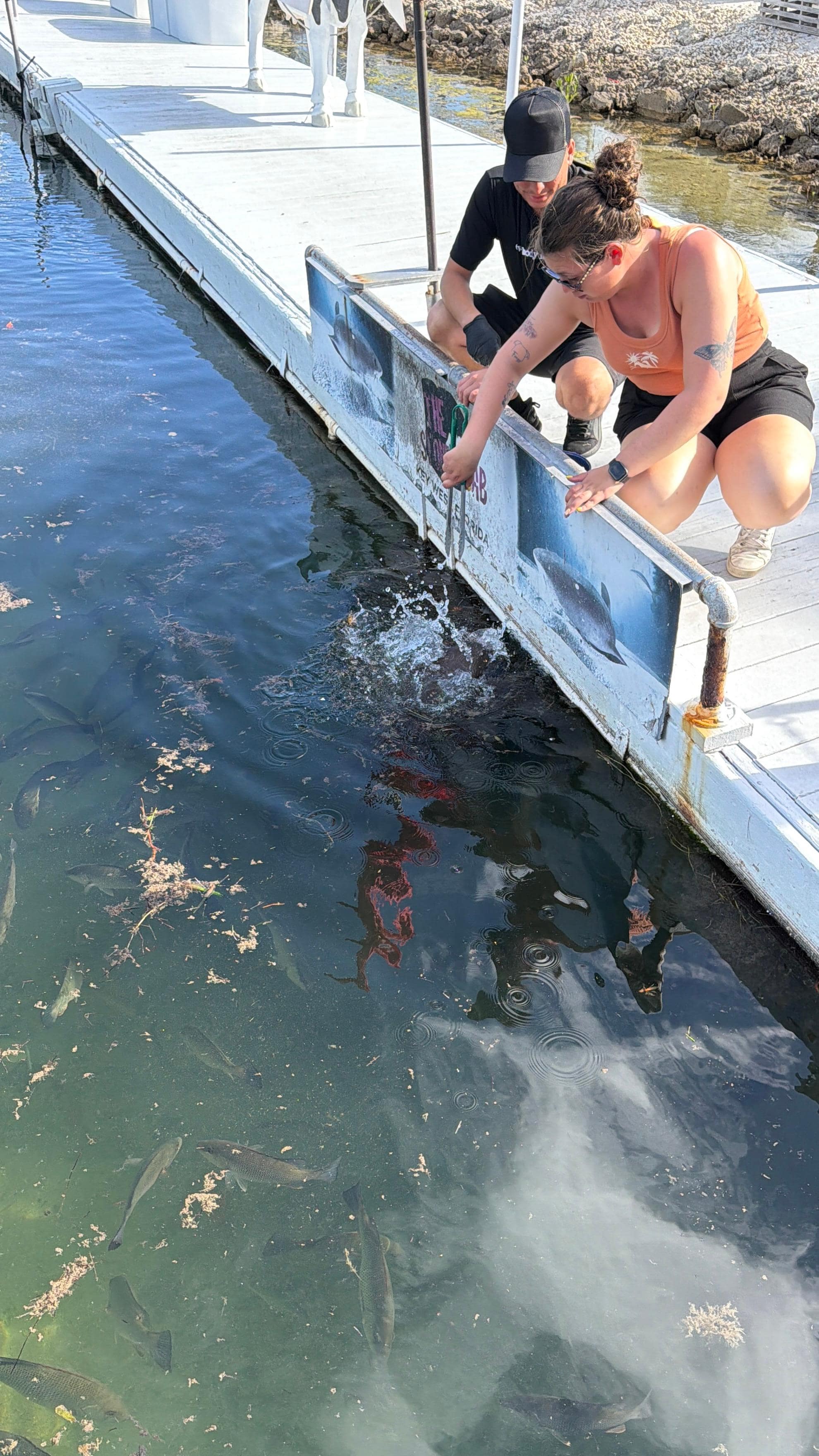 Possibilité de nourrir les requins nourrices gratuitement à 13h et 17h. Nous l’avons fait c’était top