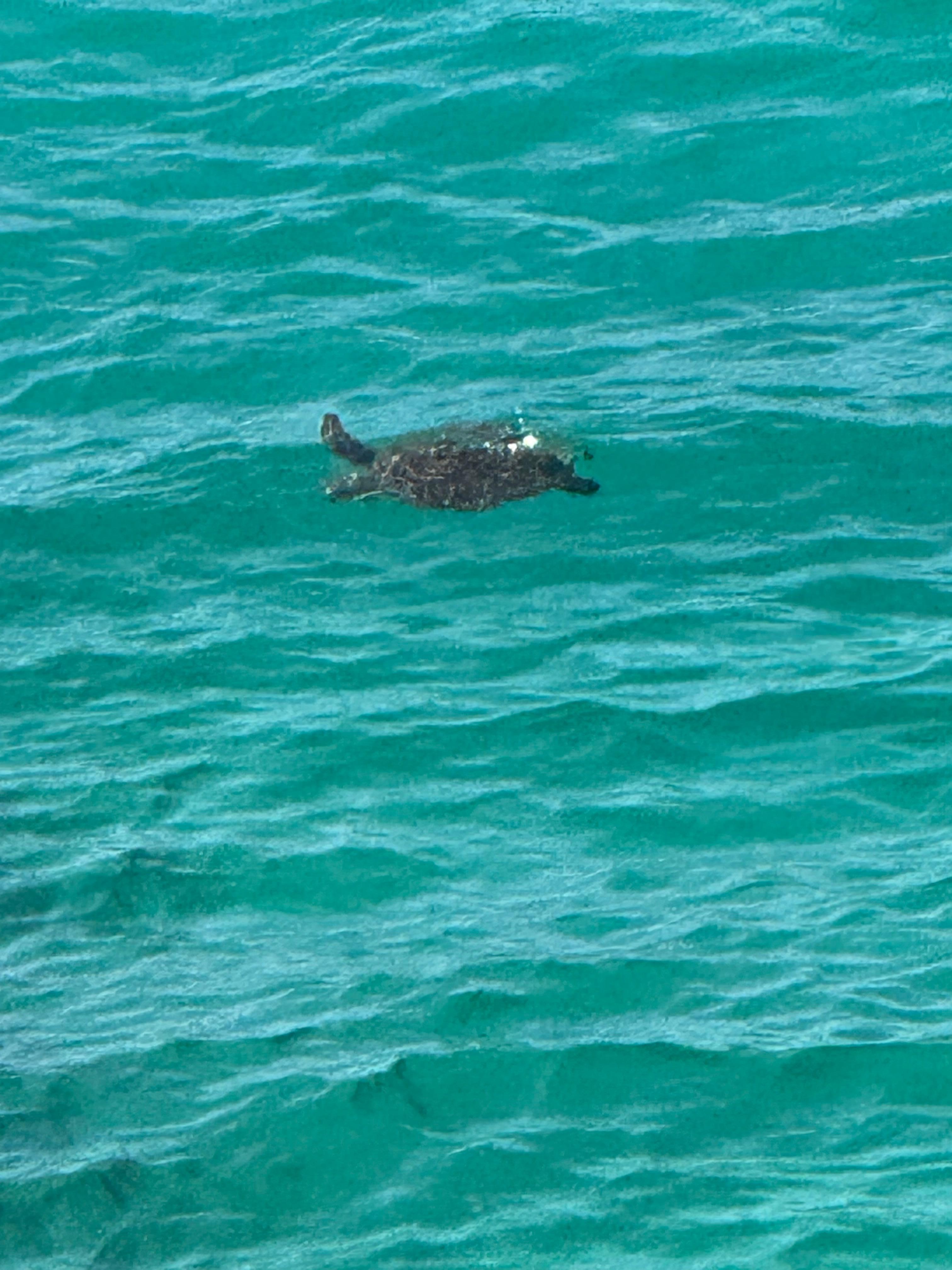 Turtles