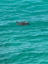 Turtles