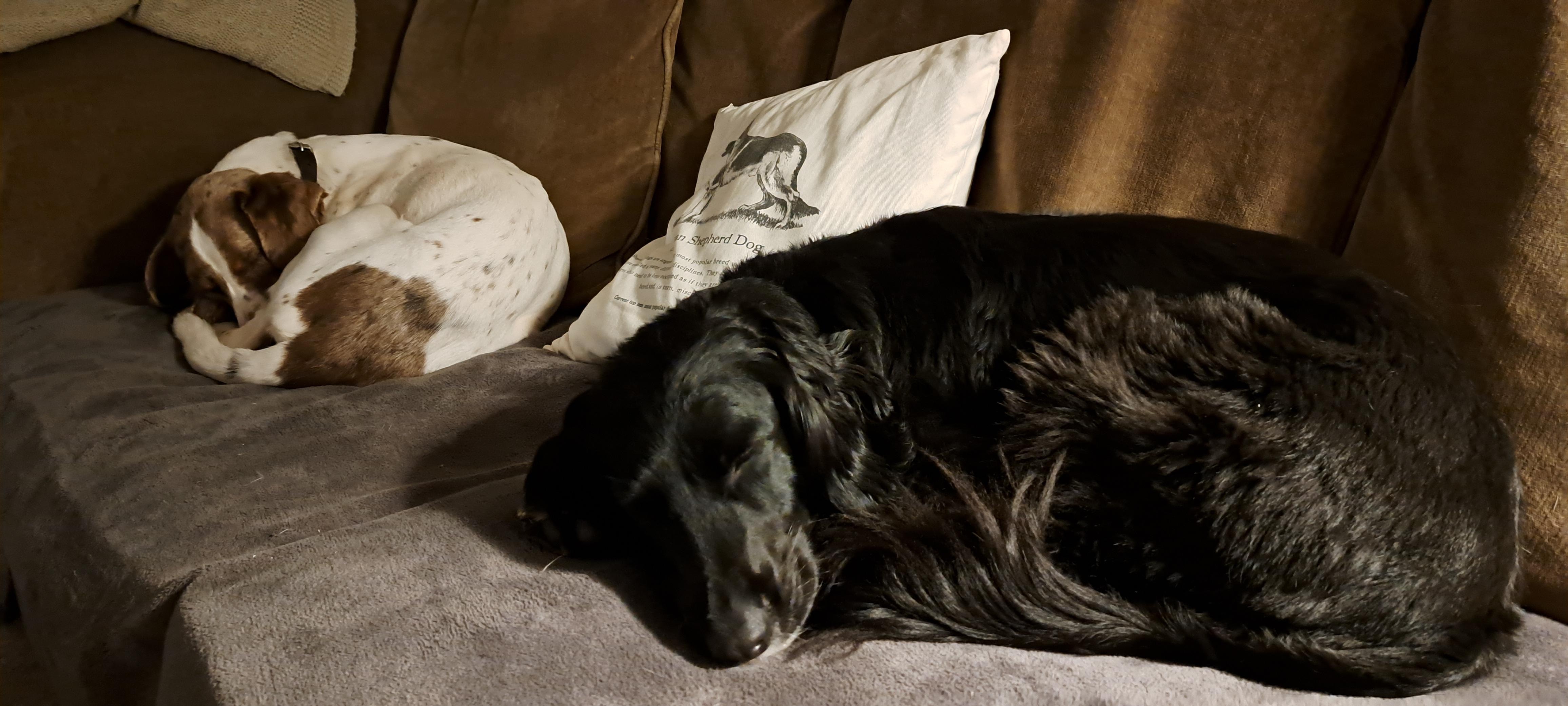 Doggy retreat