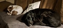Doggy retreat