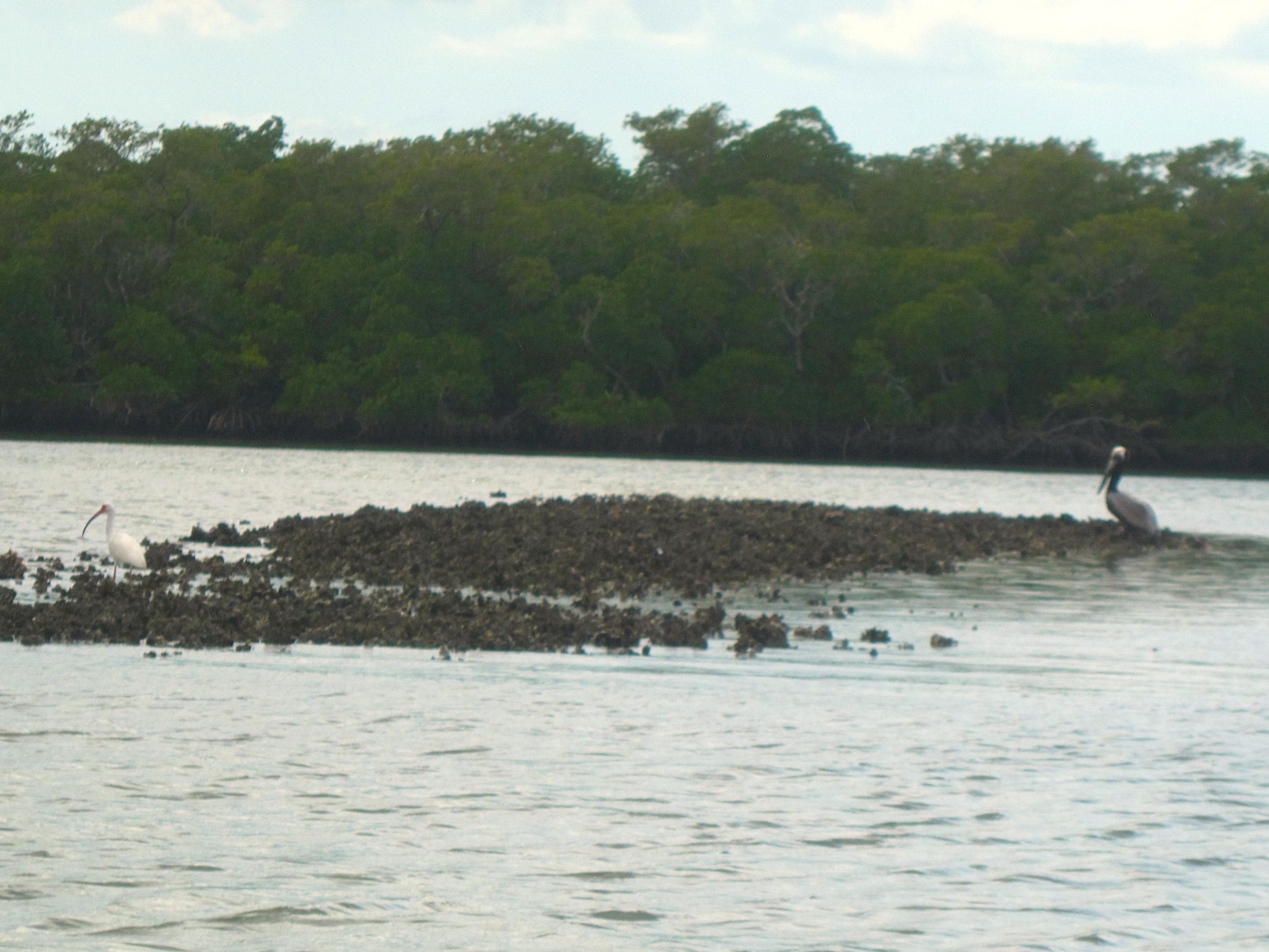 Ibis and Pelican on oyster bar