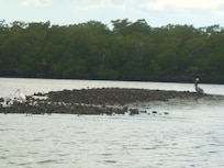 Ibis and Pelican on oyster bar
