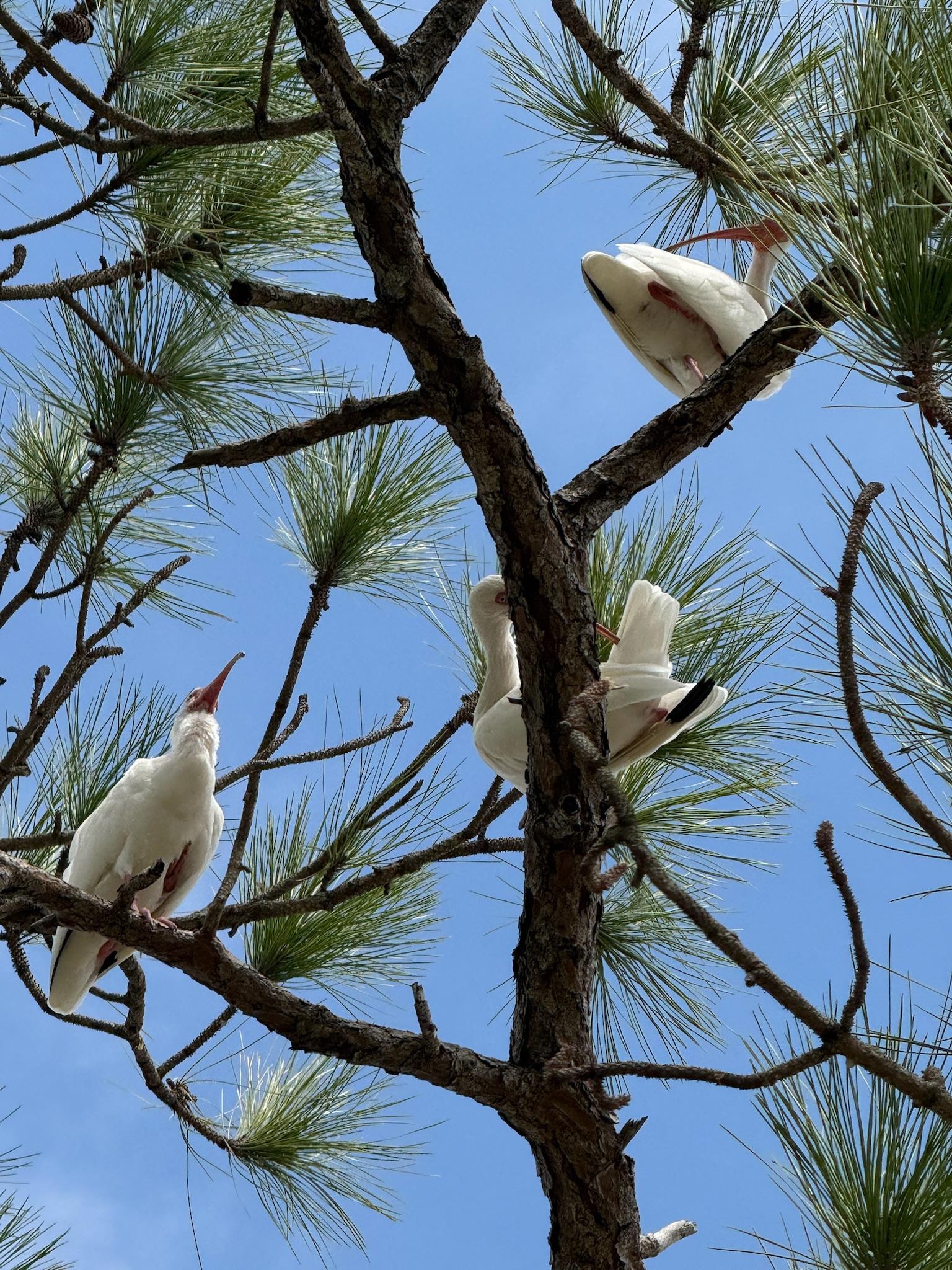 Ibis at Gleason Park