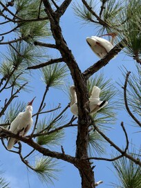 Ibis at Gleason Park