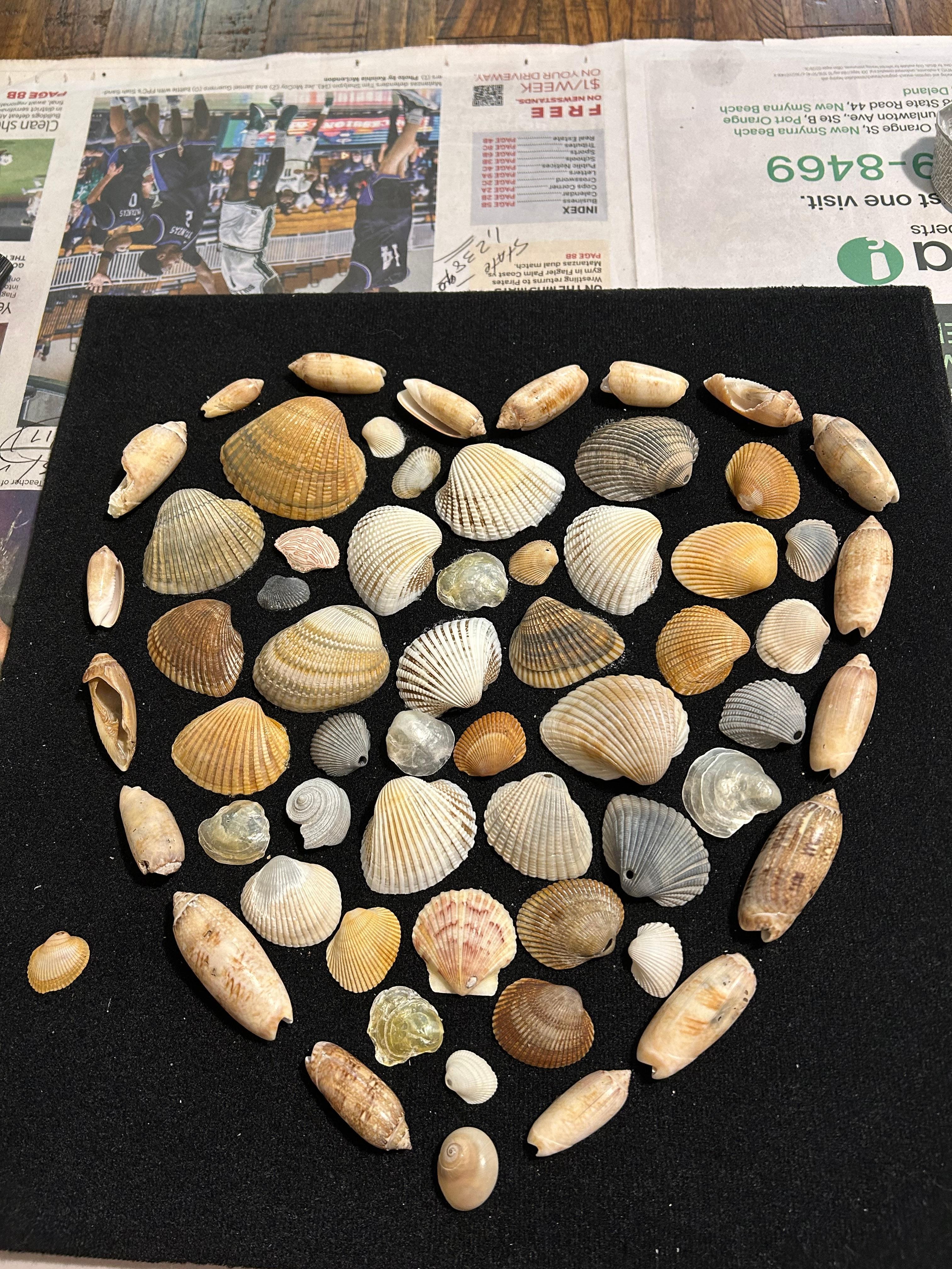 Plenty of seashells to collect.