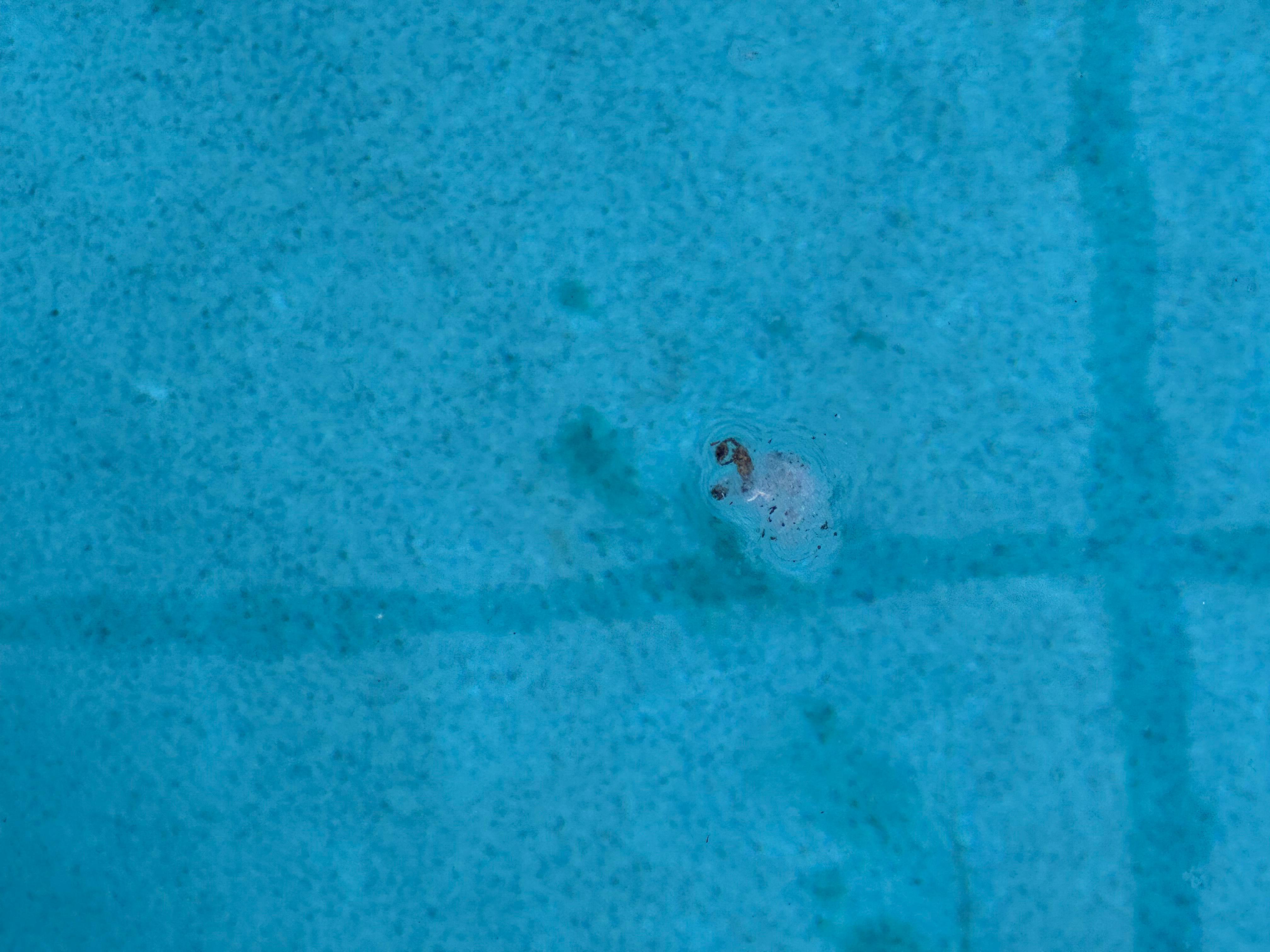 Glob of something throughout the pool