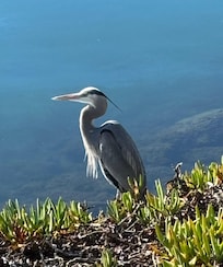 Beautiful heron on the coas