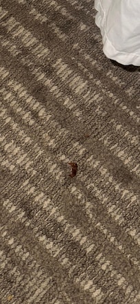 Bacon crumbs in carpet