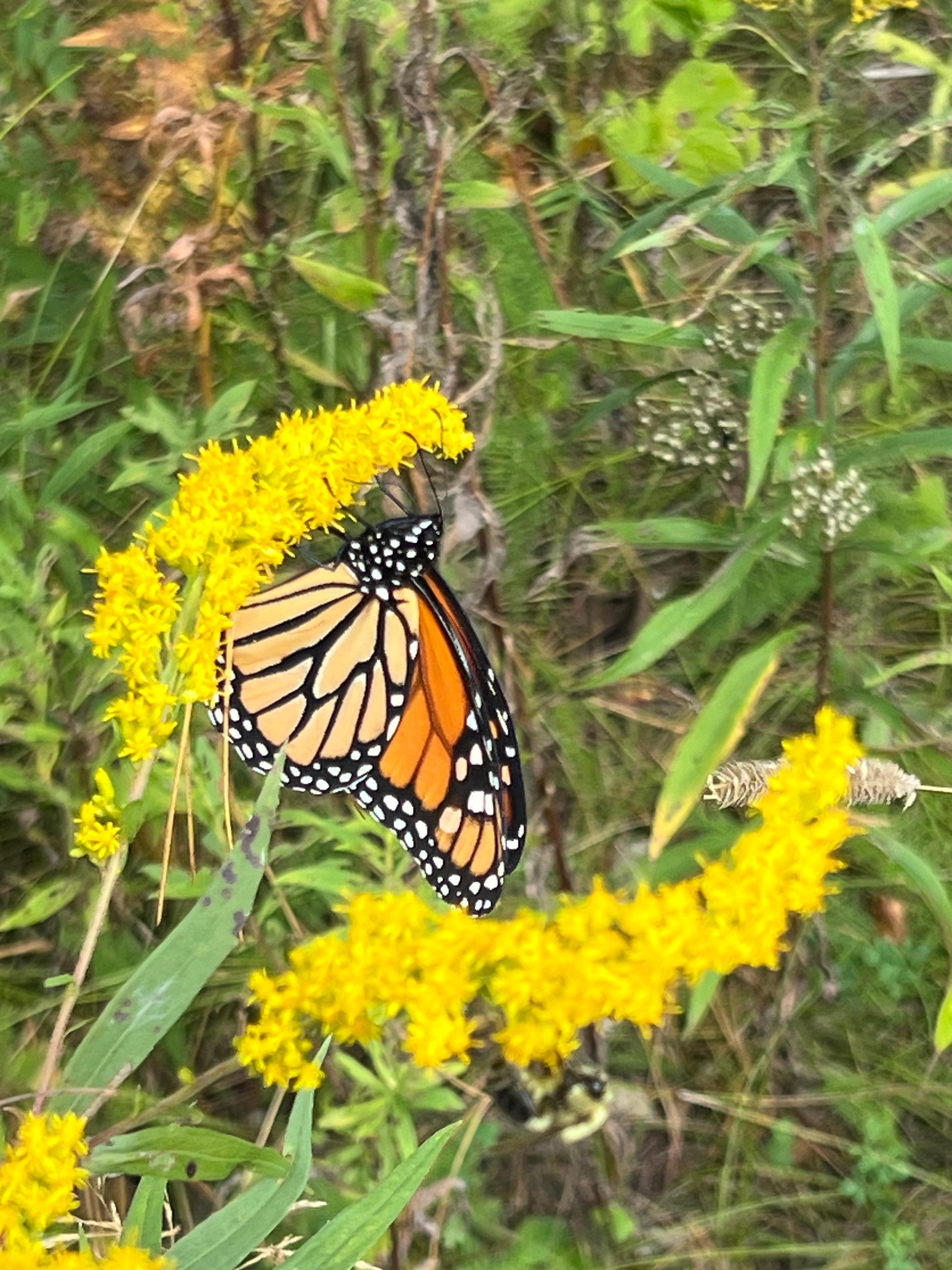 Lots of monarch butterflies 