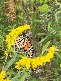 Lots of monarch butterflies