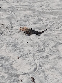 Visitors on the beach....