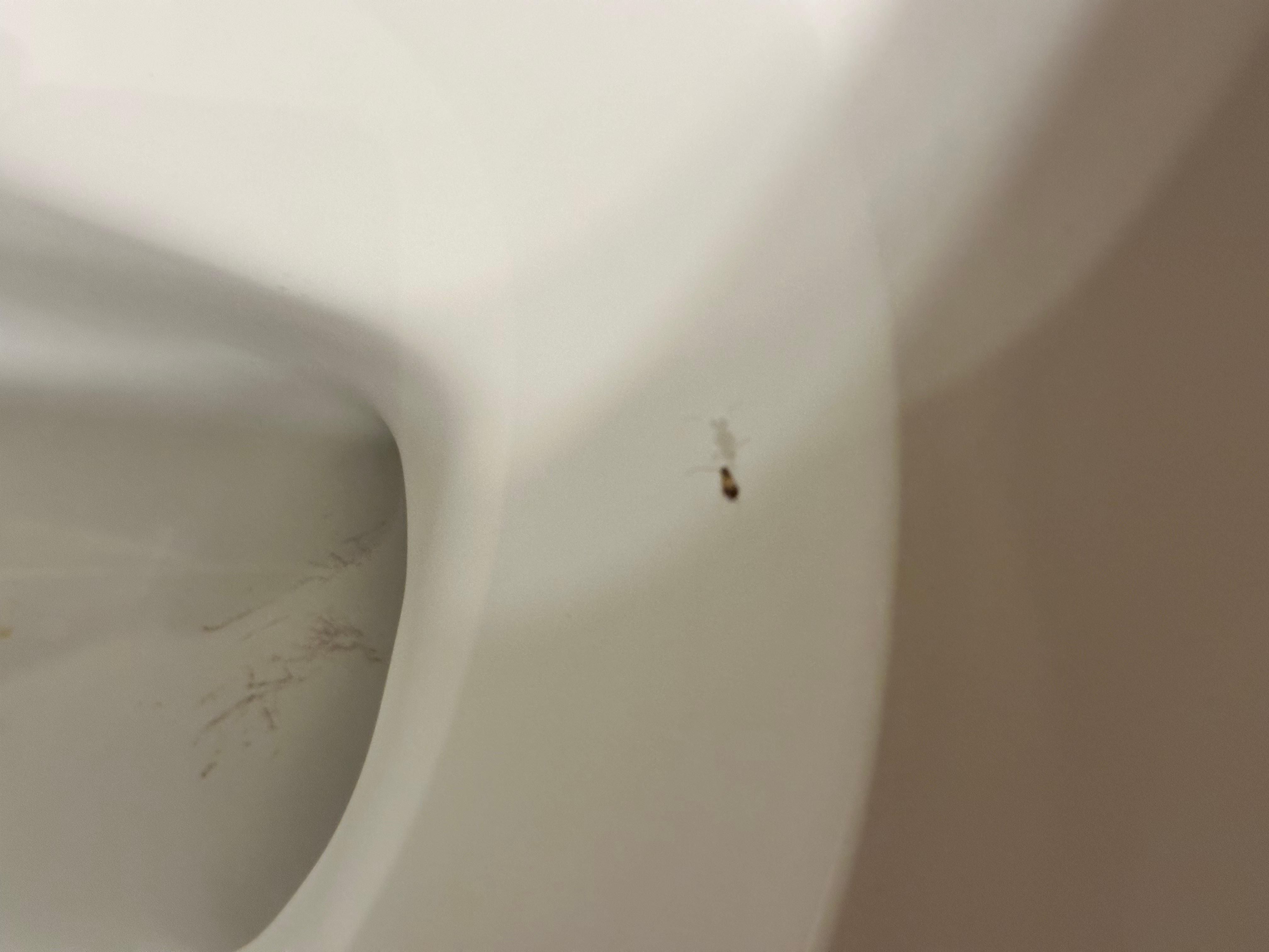 Found dead baby roach in toilet right within seconds of arrival to our room.