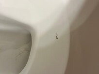Found dead baby roach in toilet right within seconds of arrival to our room.