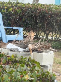 Concrete block fire pit with fronds and trash