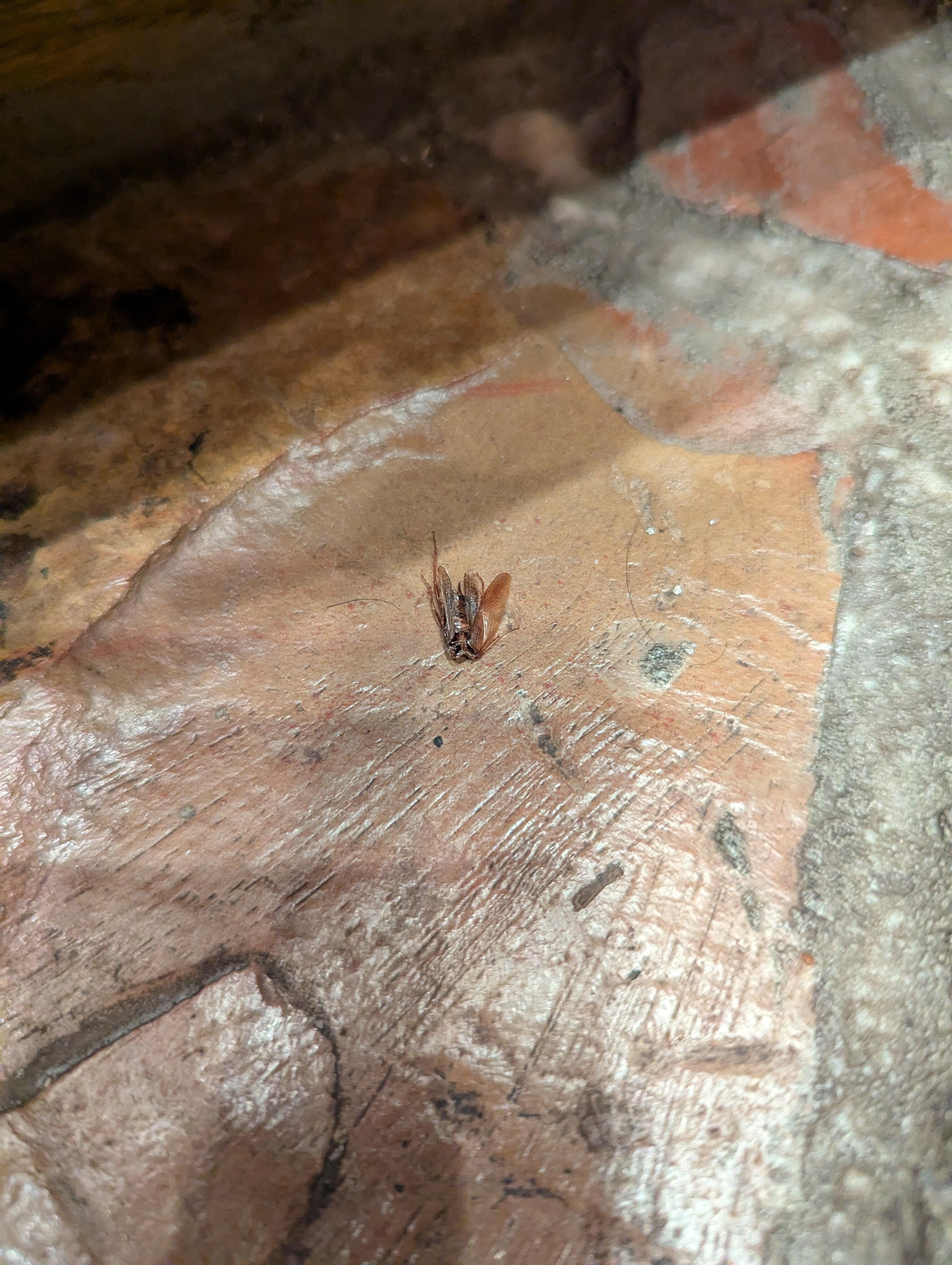 Dead roach on the kitchen floor 