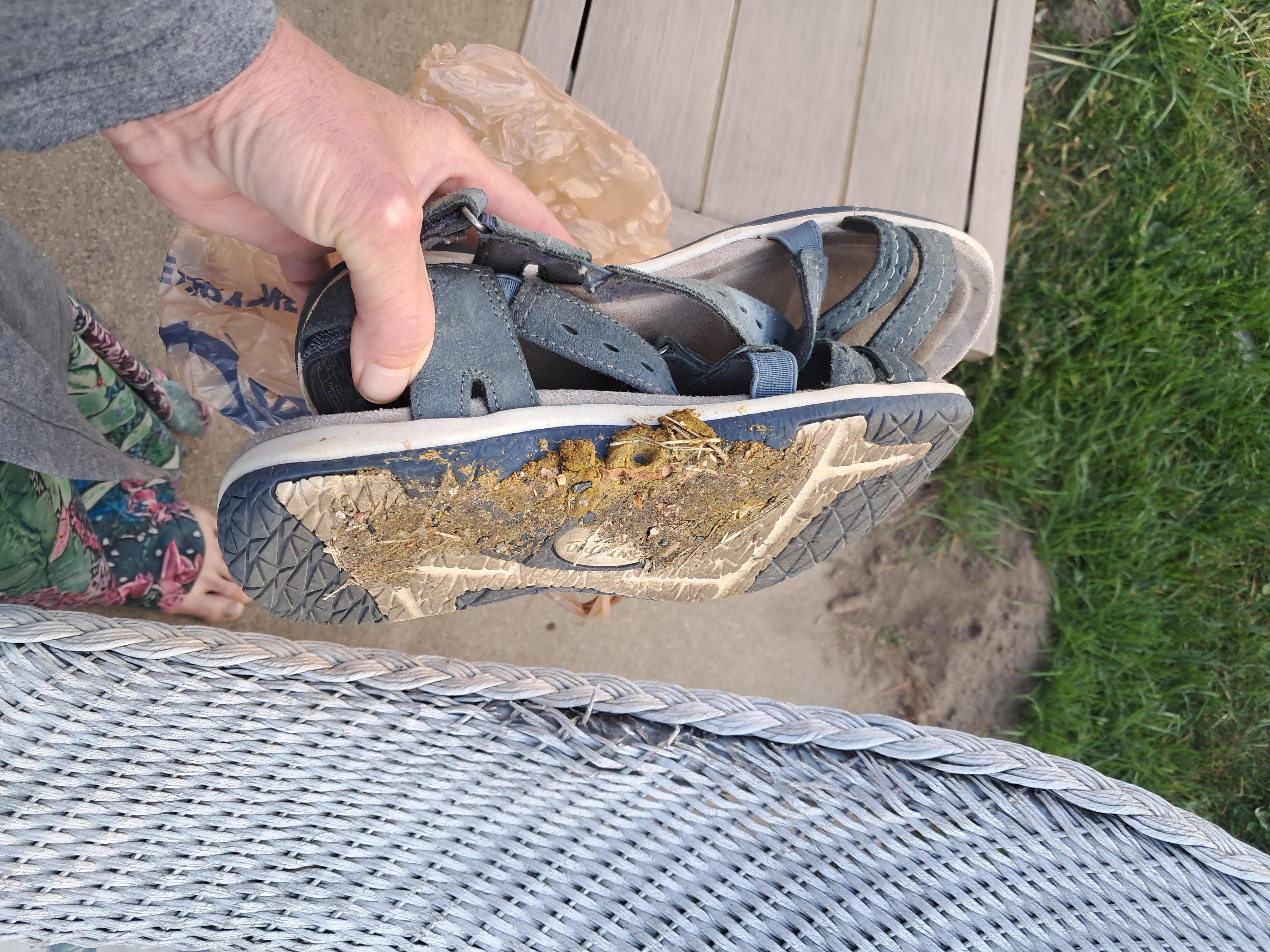 And dog poo on my brand new shoes