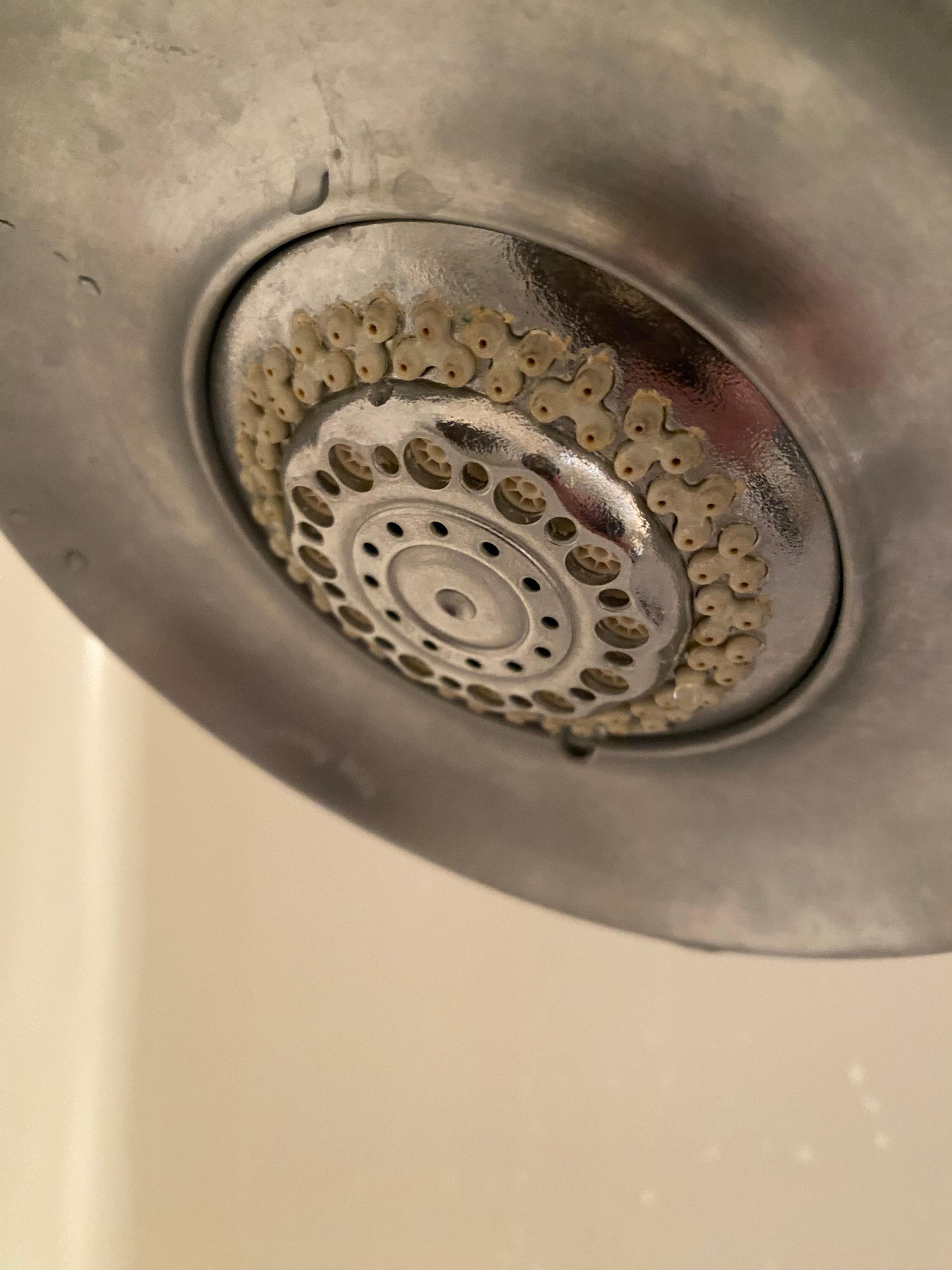 Mold on shower head