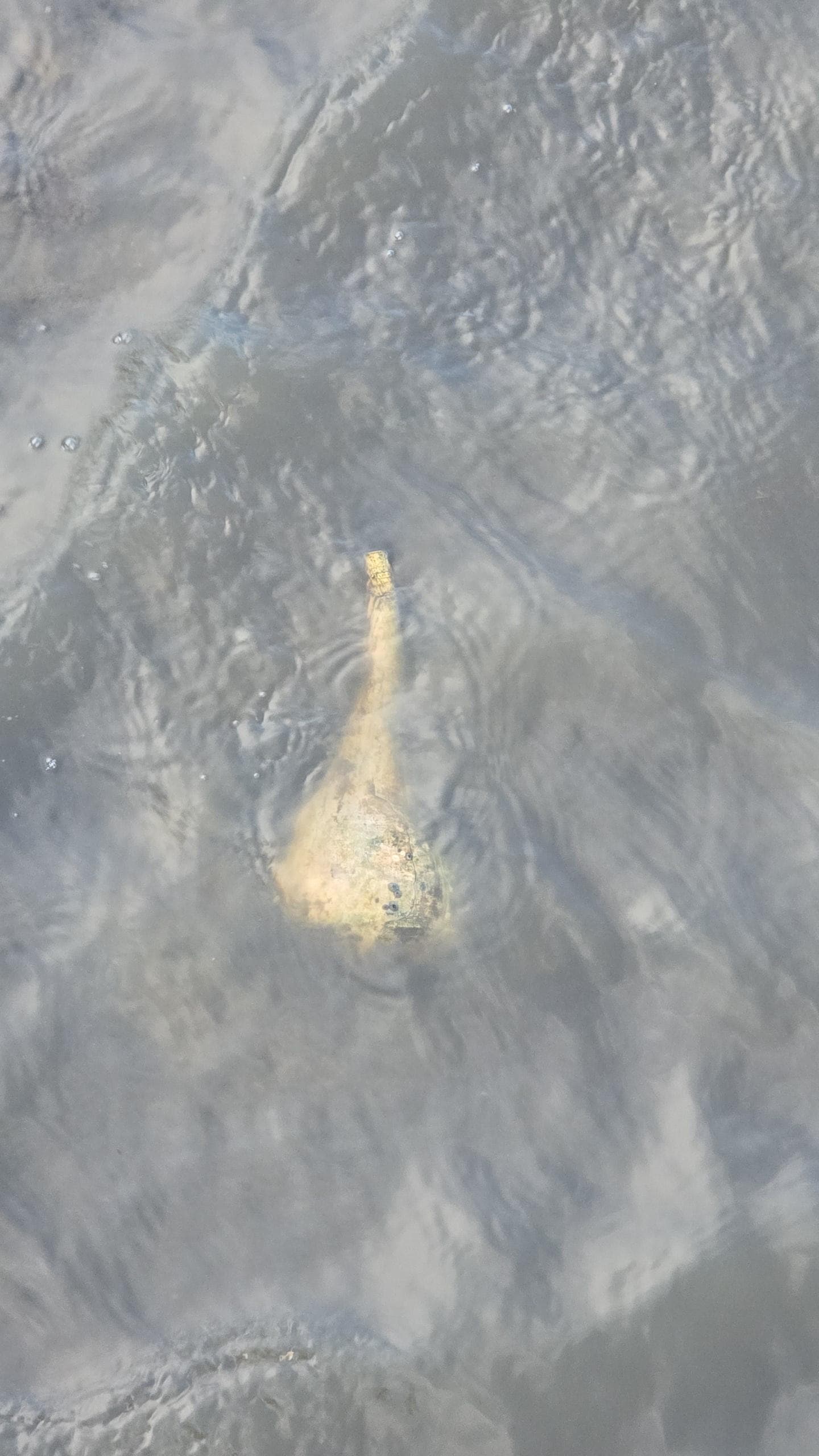 This huge creature was right off the dock!!