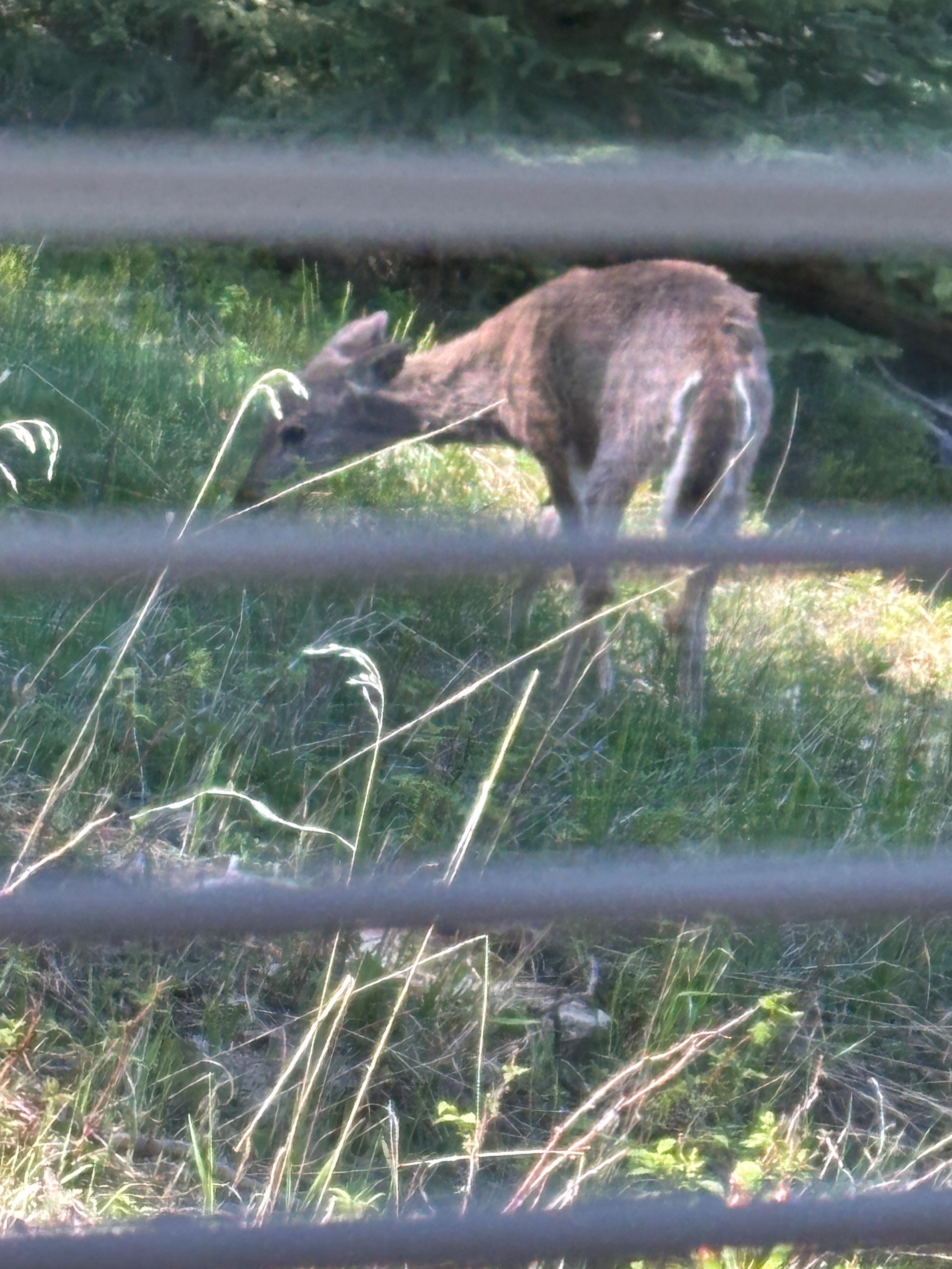 Sunday morning visitor outside our window.
