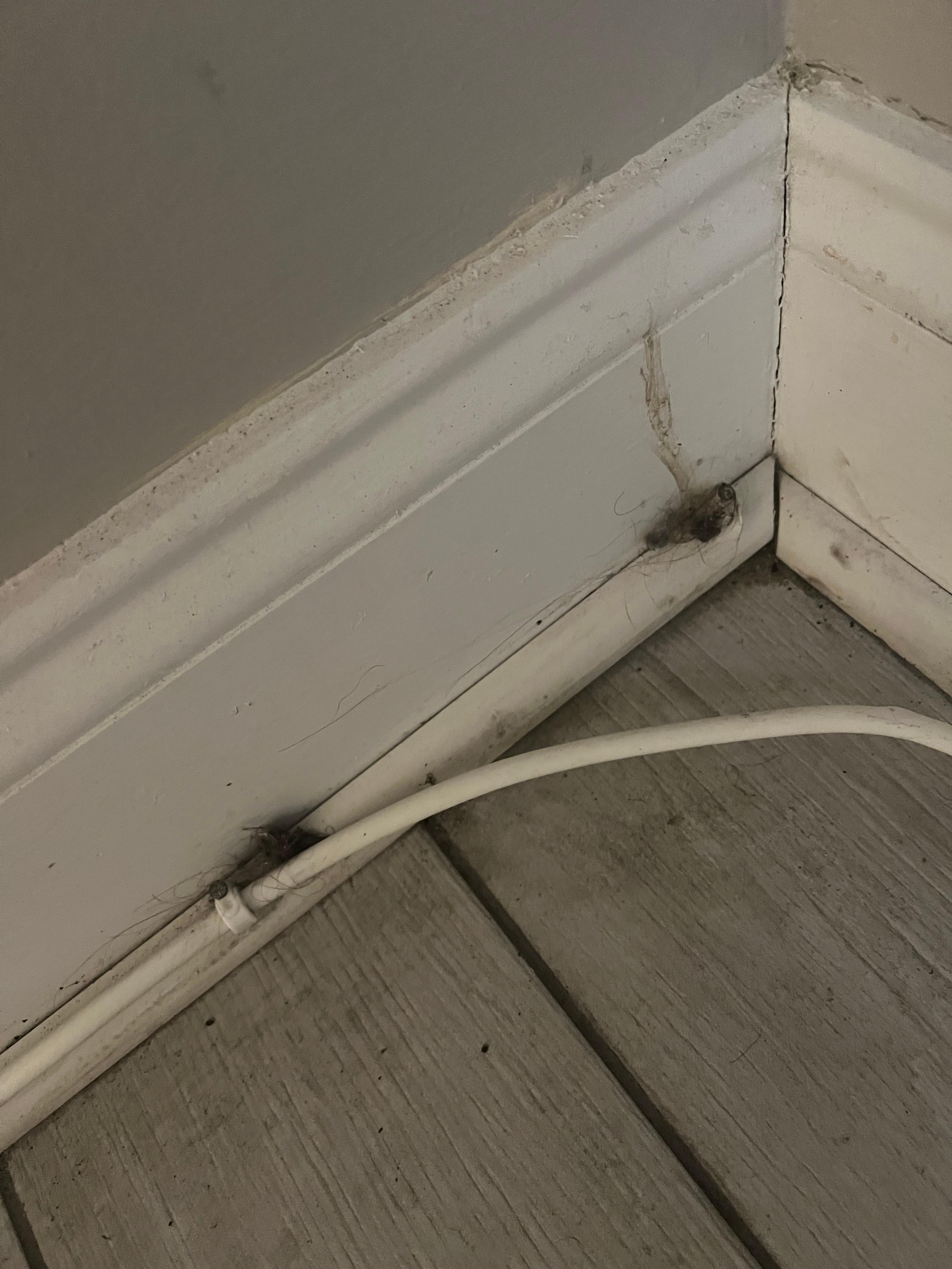 Disgusting chunks of hair in corners of rooms