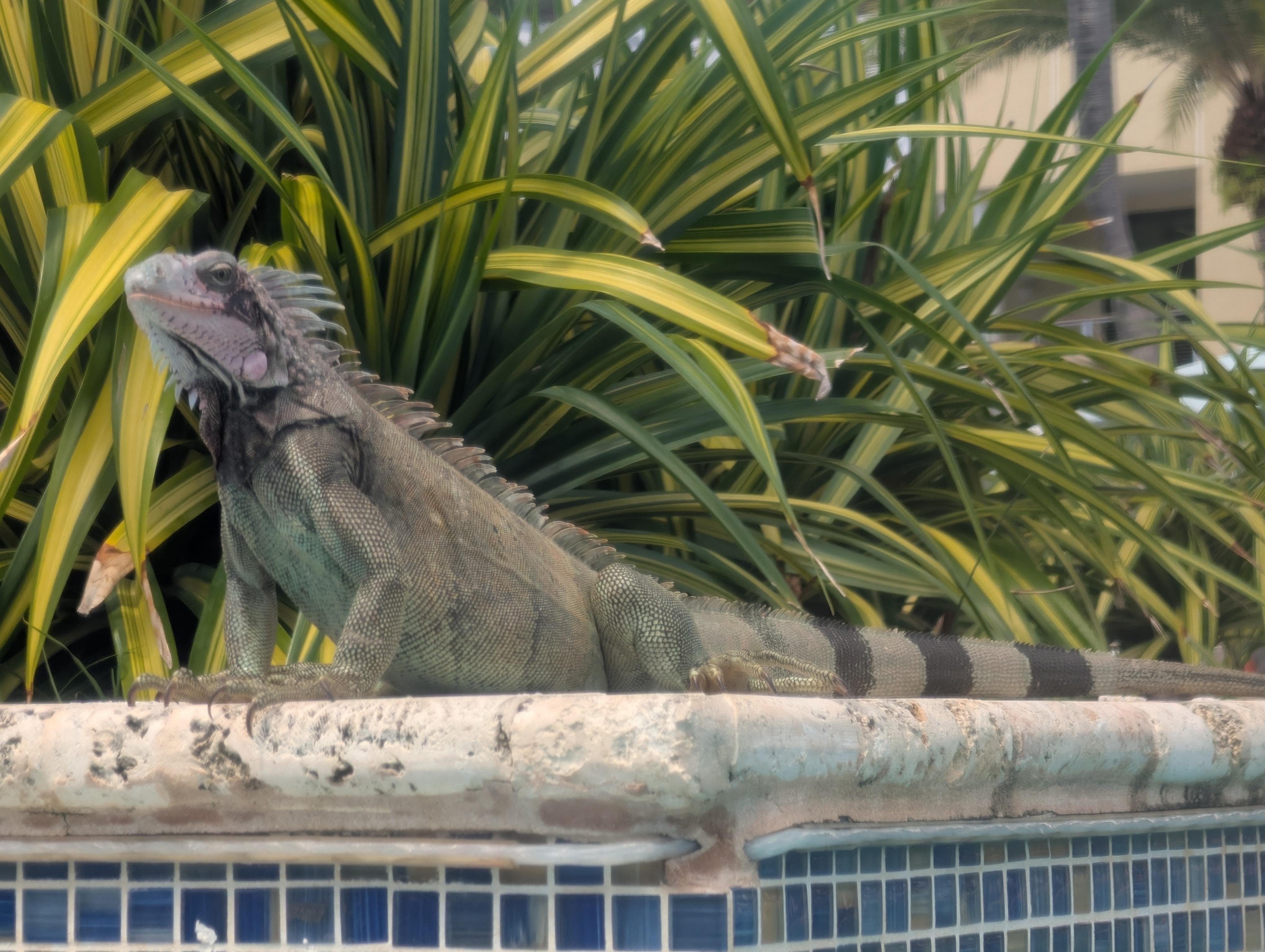 Iguana's are everywhere, even the pool.  Neat to see.