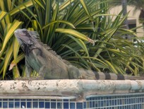 Iguana's are everywhere, even the pool. Neat to see.