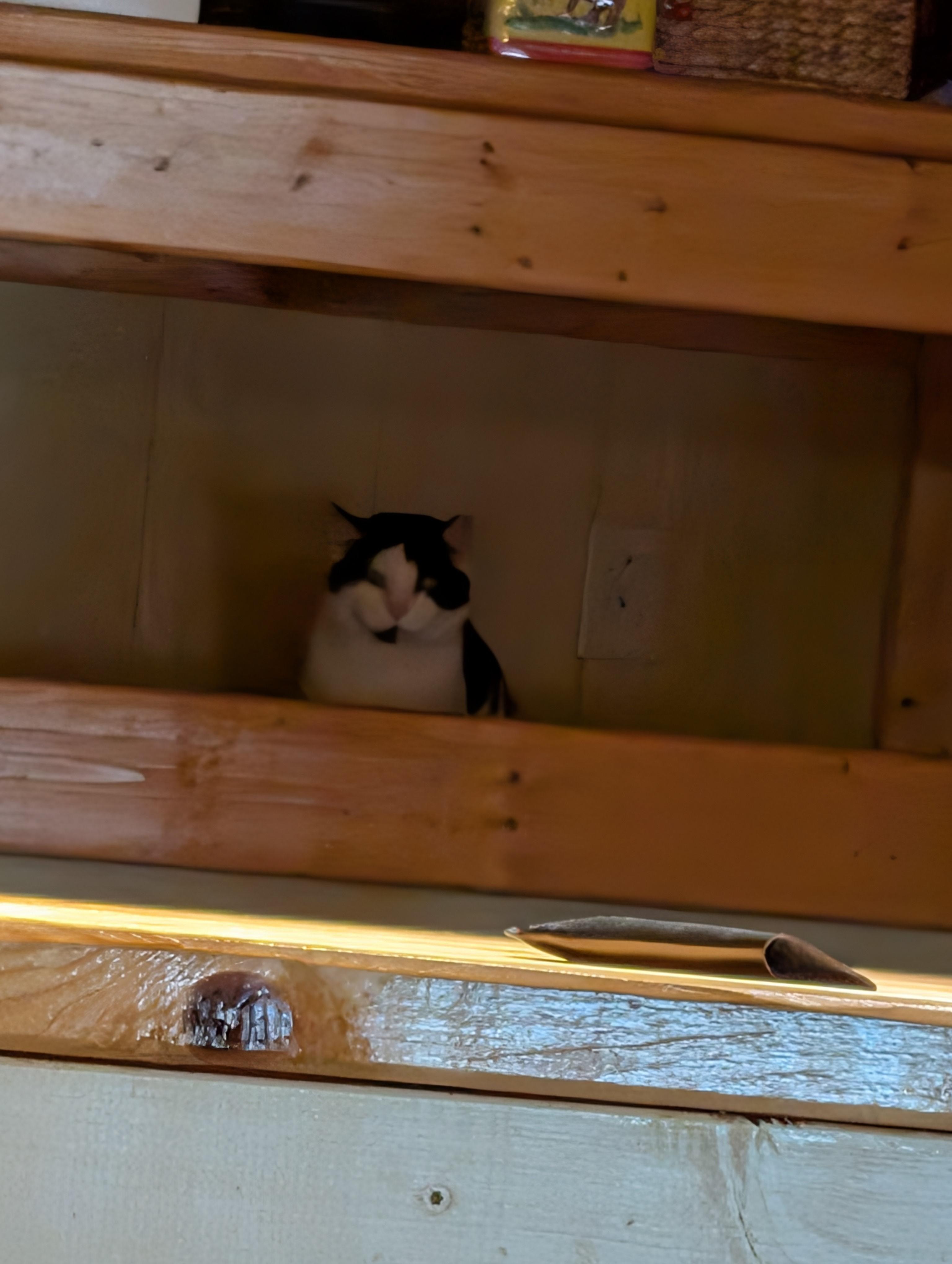 They discovered that the top toddler bunk was perfect for hiding and snoozing. (Zeus)