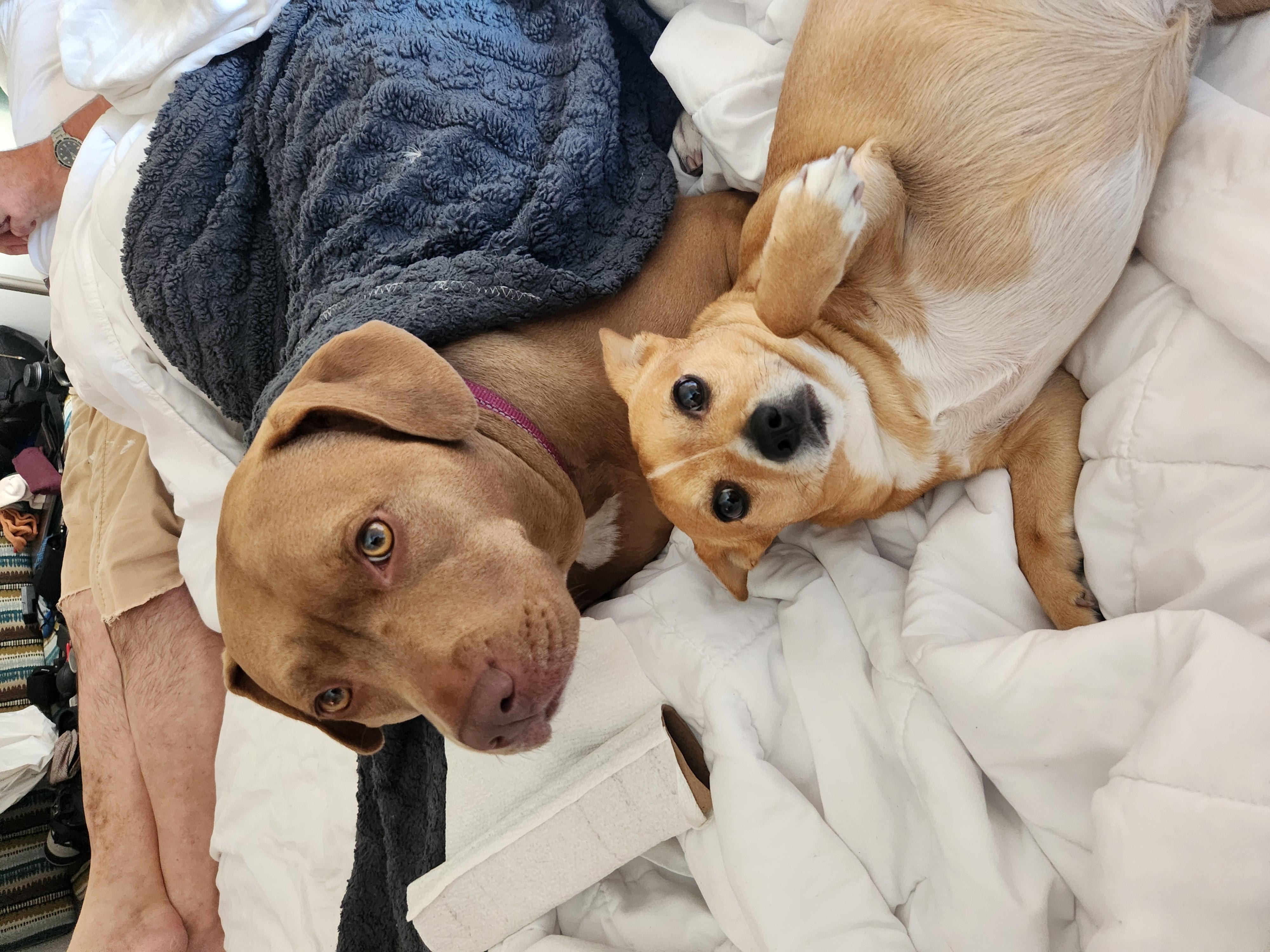 Dog friendly means Mom's happy