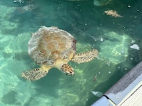 Official greeter