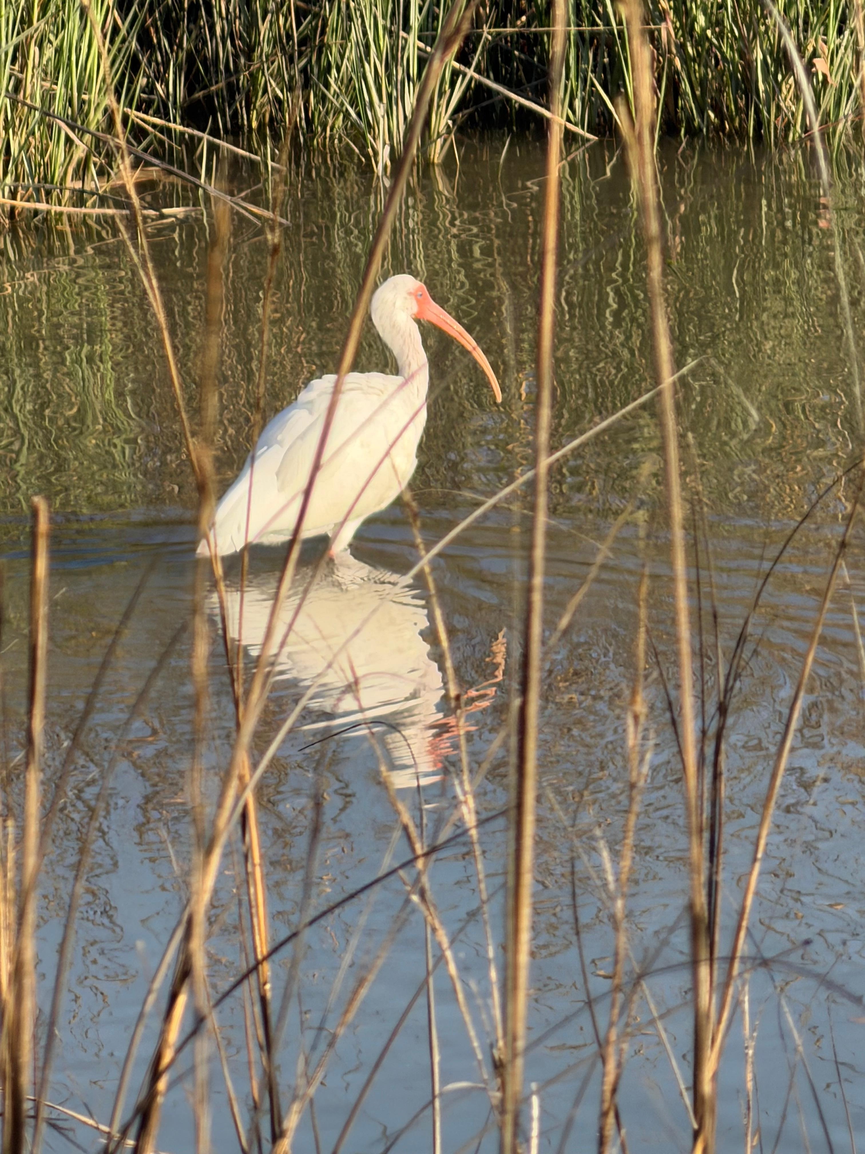 Many water fowl to see