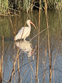 Many water fowl to see
