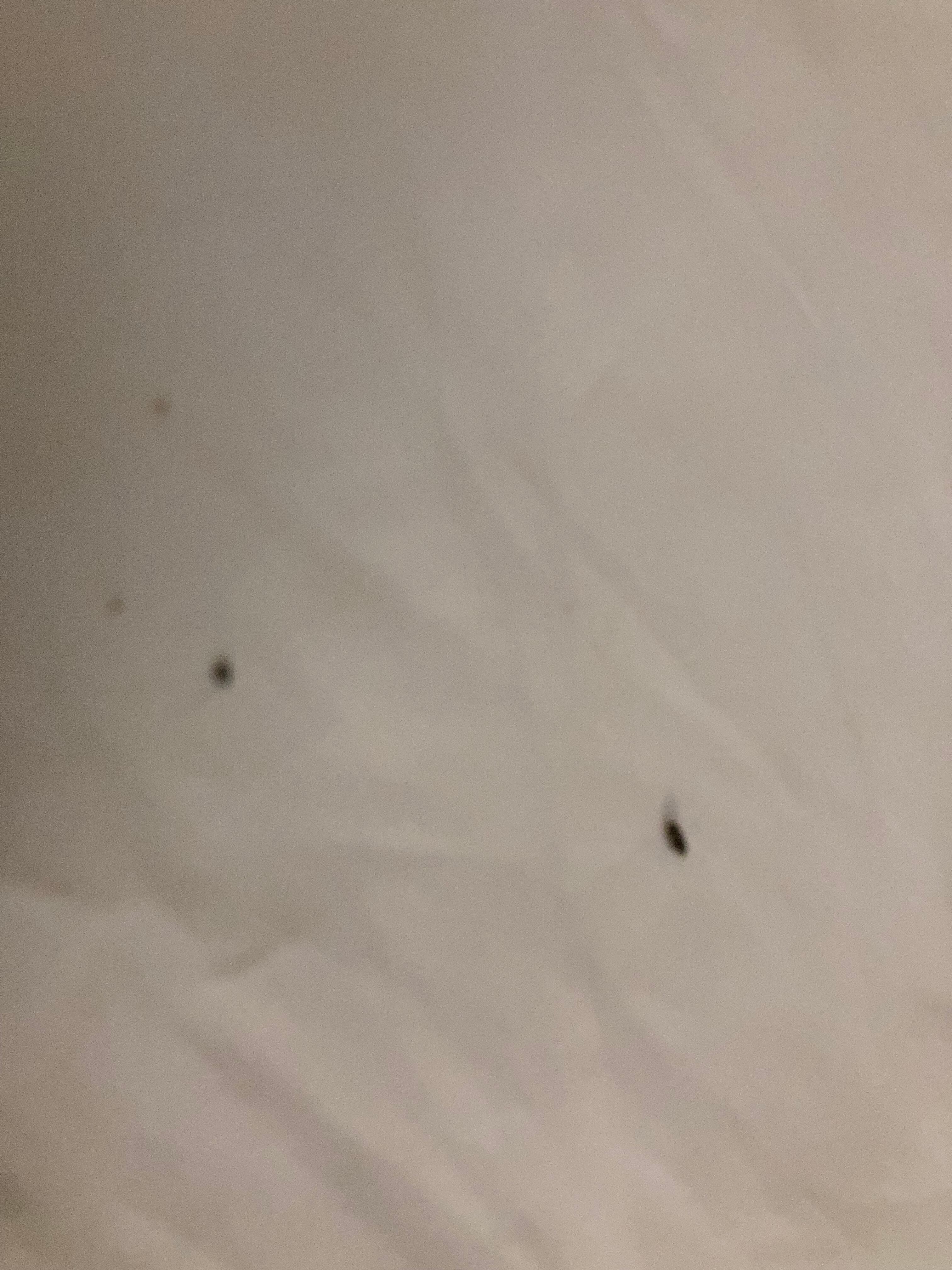 Bugs