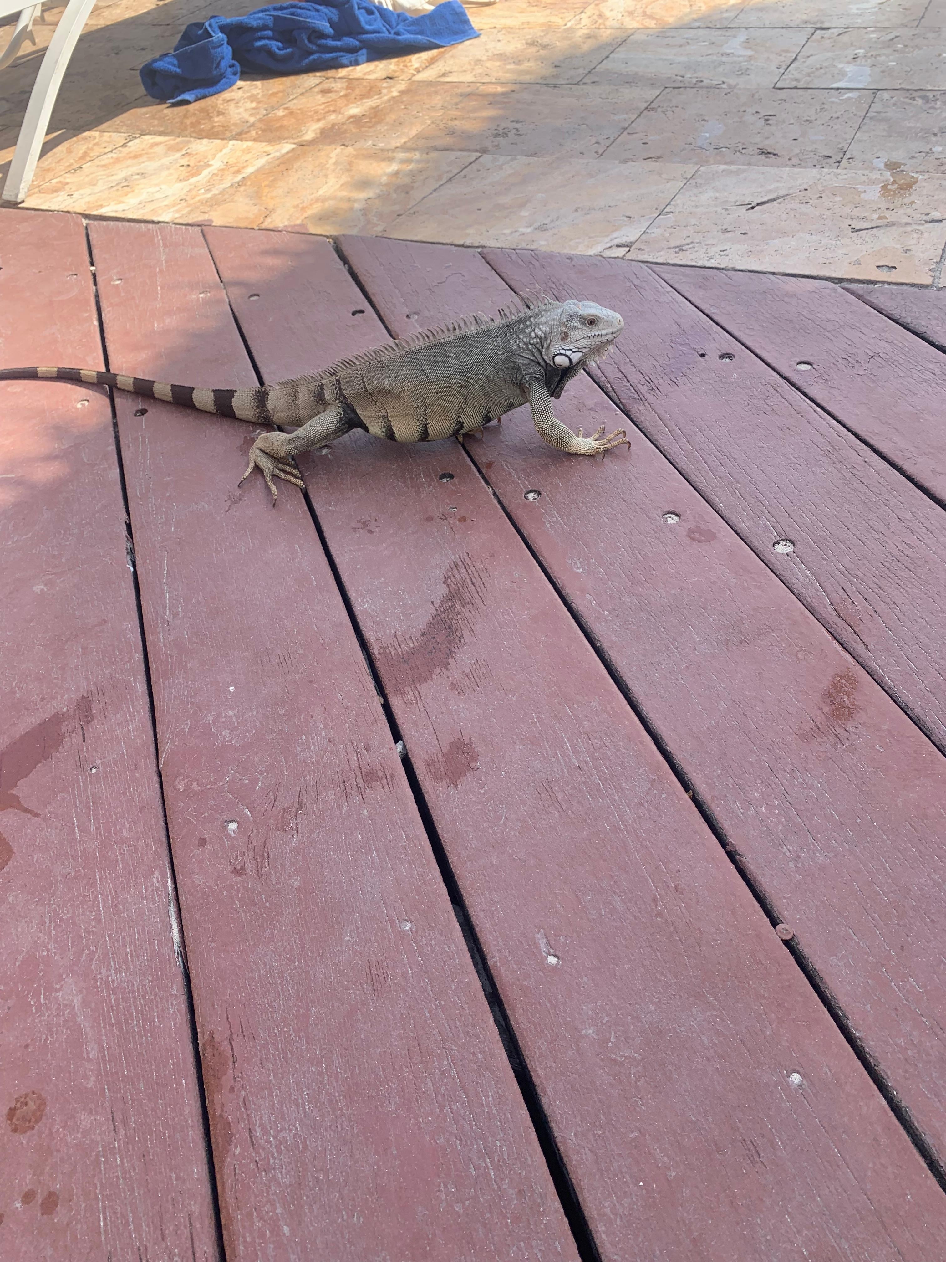 Iguana sights in different places